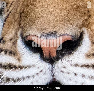Gros plan du nez de tigre Banque D'Images