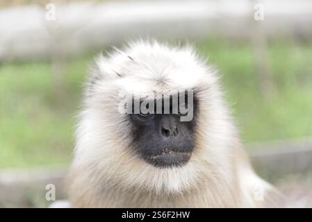 Langur gris (Semnopithecus entellus), gros plan d'un singe au visage expressif, Ajanta, Ellora, Aurangabad, Mumbai, Inde du Sud, Inde, Asie Banque D'Images