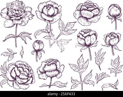 Peonies Doodle. Feuilles et bourgeons images florales de vecteur botanique collection dessinée à la main. Illustration fleurs florales fleurs botaniques. Peonies Doodle. Feuilles et bourgeons images florales de vecteur botanique collection dessinée à la main Illustration de Vecteur