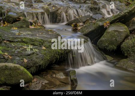 Petite cascade coule sur des pierres couvertes de mousse dans la forêt, Perlbachtal, basse-Bavière Banque D'Images
