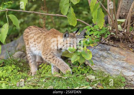 A young Eurasian lynx (Lynx lynx) leaving the undergrowth, stalking something Stock Photo