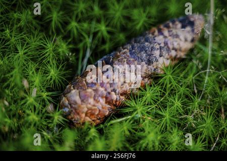 Pommes de pin, gros plan, couché sur un tapis de mousse, rayonnant de tranquillité naturelle, Hirschenstein, basse-Bavière Banque D'Images