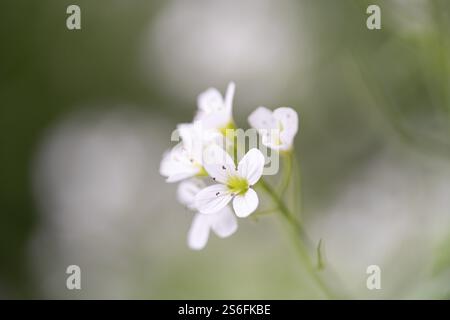 Cardamine amara (Cardamine amara), gros plan de fleur, Rhénanie du Nord-Westphalie, Allemagne, Europe Banque D'Images
