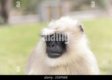 Langur gris (Semnopithecus entellus), vue détaillée d’un singe avec une douce expression faciale sur herbe, Ajanta, Ellora, Aurangabad, Mumbai, Sud dans Banque D'Images