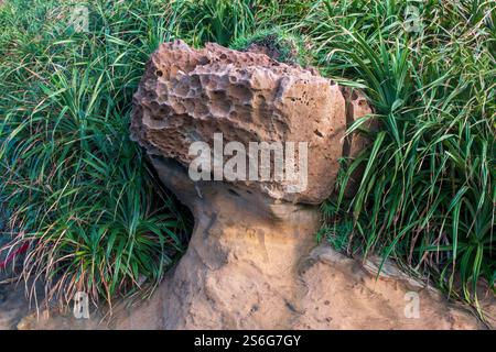 Yehliu Geopark présente de nombreuses formations rocheuses fascinantes sur la ligne courte dans la partie nord de l'île de Taiwan. Banque D'Images