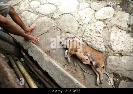 Un cochon couché sur le sol à côté d'un homme qui est assis sur la terrasse avant d'une maison dans un village traditionnel de l'île de Sumba, en Indonésie. Banque D'Images