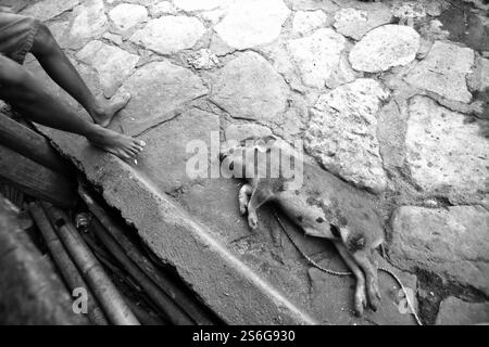 Un cochon couché sur le sol à côté d'un homme qui est assis sur la terrasse avant d'une maison dans un village traditionnel de l'île de Sumba, en Indonésie. Banque D'Images