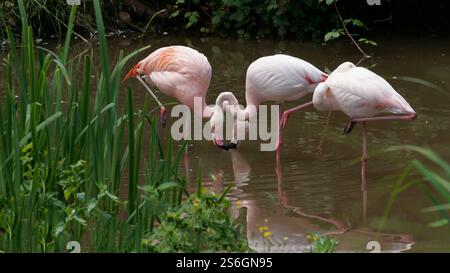 Gracieux flamants roses pataugant dans un étang paisible et peu profond entouré de verdure Banque D'Images