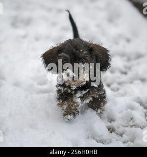 Un adorable chiot Teckel miniature à poil métallique, sanglier, jouant dans la neige Banque D'Images
