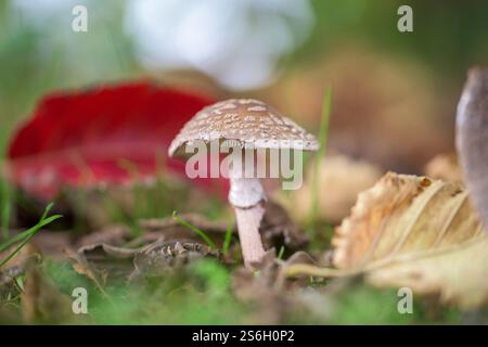 Photographie d'un champignon sauvage entouré de feuilles rouges et jaunes dans une forêt d'automne Banque D'Images