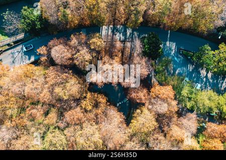 Vue aérienne de Chypres au Luodong Sports Park dans le comté de Yilan, Taiwan Banque D'Images