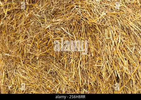 Gros plan d'une botte de foin avec texture de paille dorée détaillée. Herbe sèche naturelle, agriculture biologique, litière pour le bétail et pratiques agricoles durables Banque D'Images