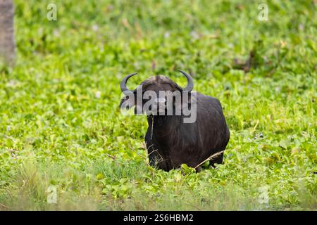 Cape Buffalo Syncerus caffer caffer, alimentation adulte dans les marais, Murchison Falls, Ouganda, septembre Banque D'Images