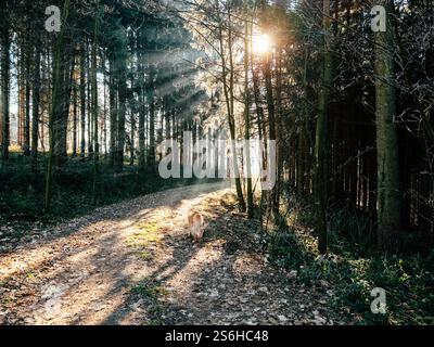 Tôt le matin, la lumière du soleil filtre à travers les arbres dans une forêt sereine. Un chien marche le long d'un sentier parsemé de feuilles, profitant de l'atmosphère paisible et nature Banque D'Images