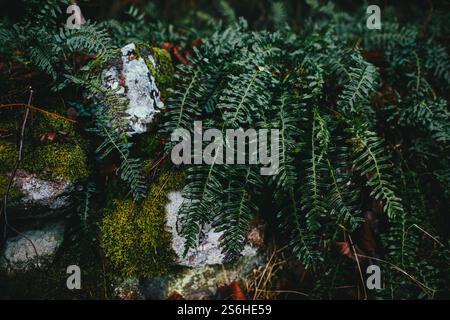 Fougères vertes luxuriantes en cascade sur des roches moussues dans un cadre forestier. Banque D'Images