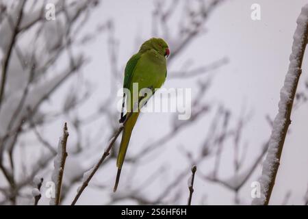 Une perruche à col annulaire perchée sur une branche enneigée en hiver Banque D'Images