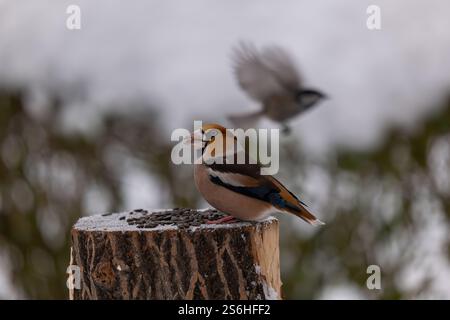 Hawfinch sur une souche d'arbre enneigée avec un fond flou Banque D'Images