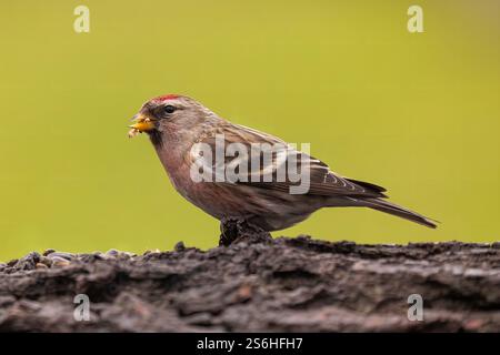 Oiseau Redpoll commun sur un Stump d'arbre Banque D'Images
