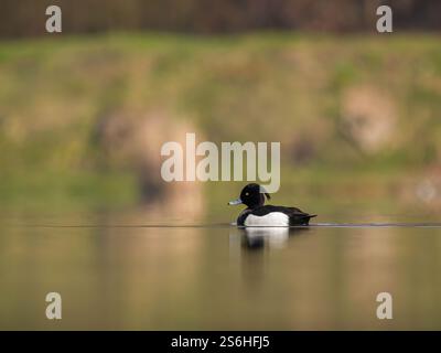 Tuft Duck sur l'eau calme Banque D'Images