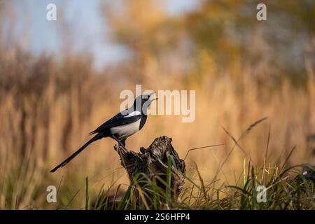 Magpie sur un Stump dans Autumn Meadow Banque D'Images