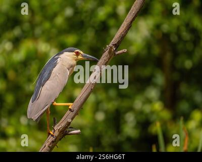 Heron de nuit couronné noir perché sur une branche Banque D'Images
