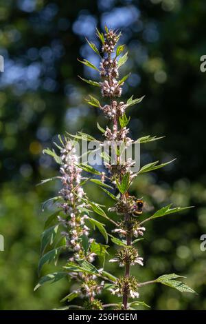 Leonurus cardiaca, connu sous le nom de motherwort. Les autres noms communs incluent le moût de lift, l'oreille du lion et la queue du lion. Plante médicinale. Pousse dans la nature. Banque D'Images