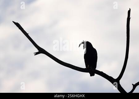 Aigle à crête longue Lophaetus occipitalis, adulte perché sur une branche, Parc national de Kibale, Ouganda, septembre Banque D'Images