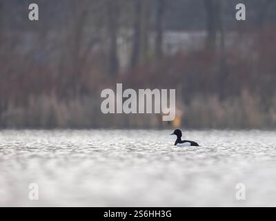 Tuft Duck sur un lac calme à Dawn Banque D'Images