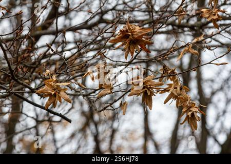 Branche d'un faisceau de cornes Carpinus betulus avec inflorescence tombante et feuilles en automne, foyer sélectionné, profondeur de champ étroite, espace de copie dans le blurr Banque D'Images