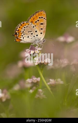 Lycaena thersamon, le cuivre le moins ardent, est un papillon de la famille des Lycaenidae. On le trouve de l'Europe de l'est, de l'Italie et de l'Europe du Sud-est à M. Banque D'Images