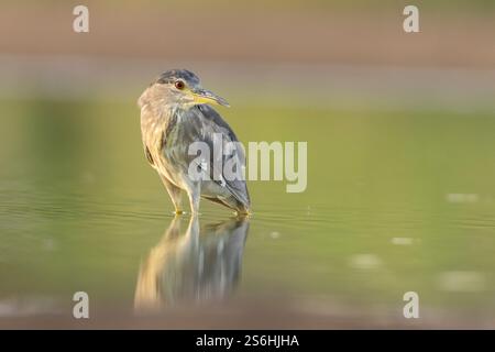 Héron de nuit (Nycticorax nycticorax) adulte à couronne noire بلشون الليل أسود التاج sur le rivage. Ce petit héron chasse dans les marais la nuit. Sa proie principale Banque D'Images