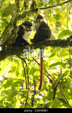 Singe à queue rouge Cercopithecus ascanius, adulte dans un arbre, forêt impénétrable de Bwindi, Ouganda, septembre Banque D'Images