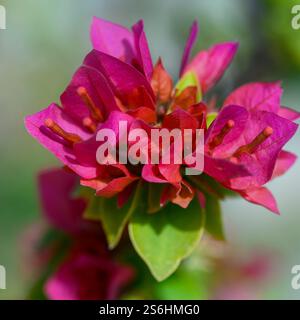 Rose Bougainvillea gros plan Banque D'Images