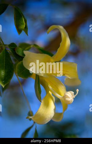 Gros plan d'une fleur de l'arbre jaune de soie Floss, botaniquement connu sous le nom de Ceiba chodatii, est une espèce d'arbre à feuilles caduques originaire des tropicales et sub Banque D'Images