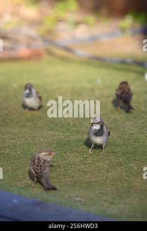 Un grand troupeau de moineau domestique (passer domesticus عصفور دوري ) photographié à la mer morte, Israël en décembre Banque D'Images