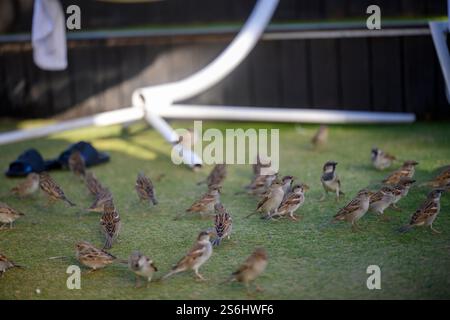 Un grand troupeau de moineau domestique (passer domesticus عصفور دوري ) photographié à la mer morte, Israël en décembre Banque D'Images