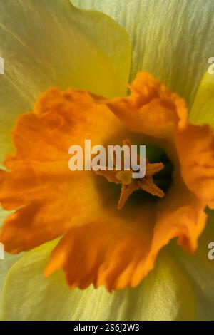 Macrophotographie. Gros plan jonquille jaune. Fond floral et plein cadre Banque D'Images