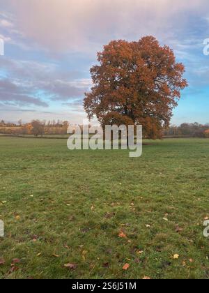 Un seul chêne en feuille d'automne. Une photo de téléphone portable avec un post-traitement de téléphone ou de tablette. Banque D'Images