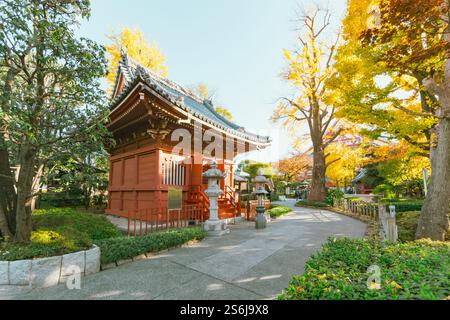 Arbres ginko dans le temple d'asakusa au Japon Banque D'Images
