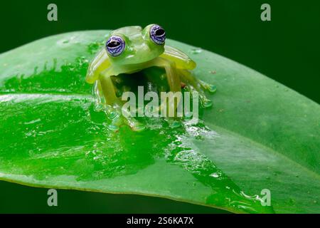 Grenouille de verre fantôme (Sachatamia ilex) assise sur la feuille, Costa Rica Banque D'Images