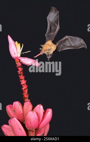 Chauve-souris au nectar orange (Lonchophylla robusta) planant et buvant le nectar d'une fleur sauvage de bananier rouge (Musa velutina) dans la forêt tropicale, Cost Banque D'Images