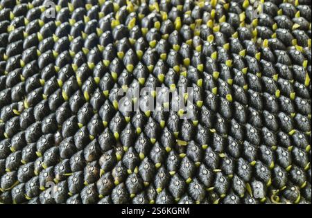Tournesol mûr avec des graines noires gros plan Banque D'Images