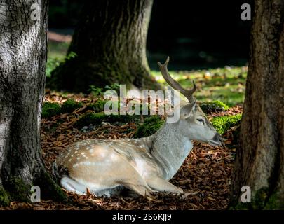 Cerf en jachère brun mâle couché dans la forêt Banque D'Images