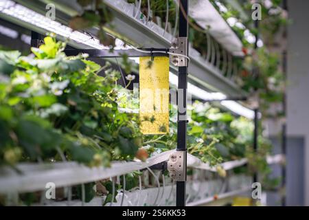 Pièges collants jaunes suspendus près des semis de fraises pour lutter contre les mouches blanches et les parasites en serre Banque D'Images