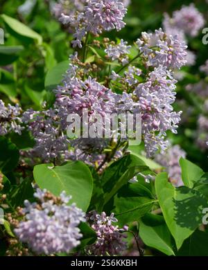 Une branche de lilas pousse dans un jardin d'été Banque D'Images