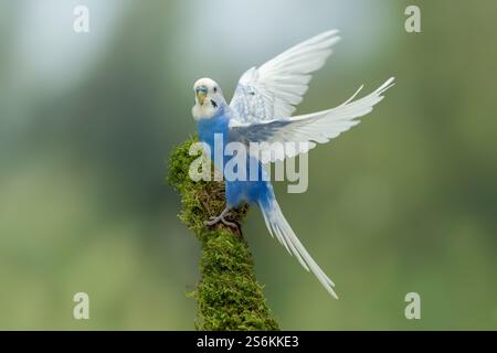 Mutation budgerigar, Melopsittacus undulatus Banque D'Images