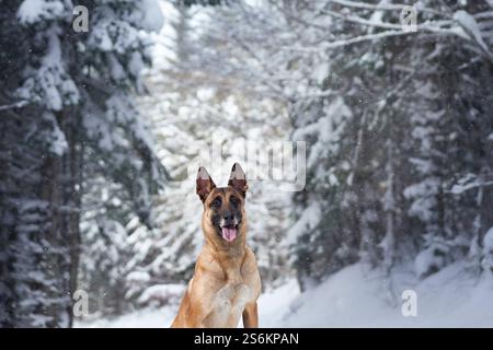 Un Malinois belge regardant avec vigilance autour d'une forêt enneigée. La scène met en évidence la mise au point nette du chien au milieu du pays des merveilles hivernales. Banque D'Images