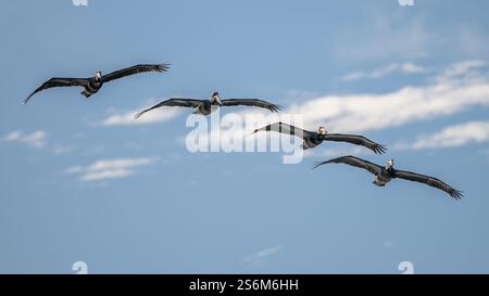 Un troupeau de quatre pélicans bruns (Pelecanus occidentalis) vole en formation au-dessus de la basse Californie, au Mexique. Banque D'Images