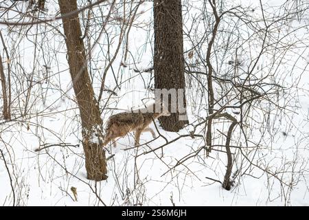 Un coyote (Canis latrans) se déplaçant dans une forêt enneigée du Michigan, aux États-Unis. Banque D'Images