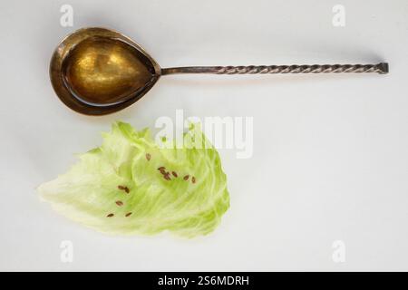 Cuillère remplie d'huile de lin ou d'huile de lin. Feuille de laitue et graines de lin. Banque D'Images